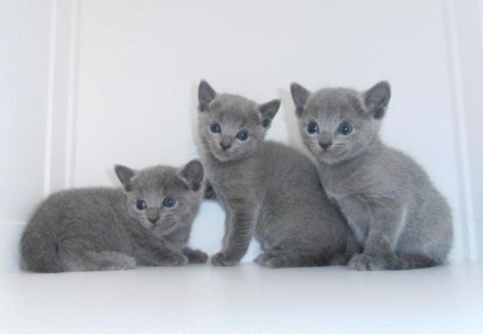 Russisch Blau Kätzchen