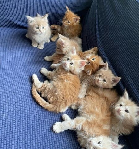 Maine-Coon-Kätzchen zu verkaufen.