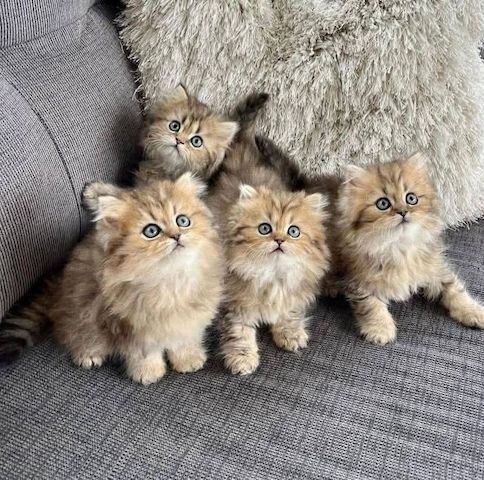 Perserkätzchen zu verkaufen.