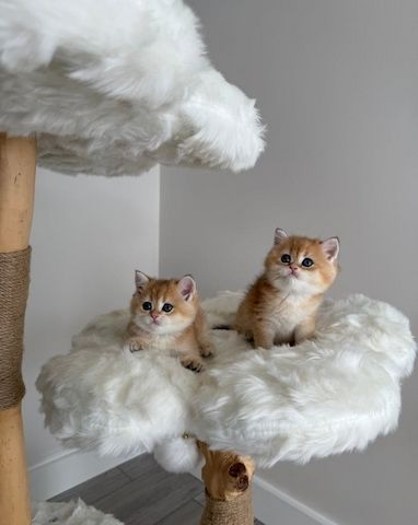 Goldene Britisch Kurzhaar-Kätzchen zu verkaufen.