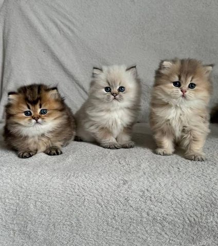 Perserkätzchen (männlich und weiblich)