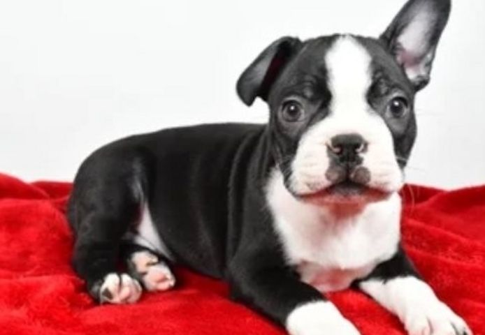 Boston-Terrier-Welpen suchen ein liebevolles Zuhause