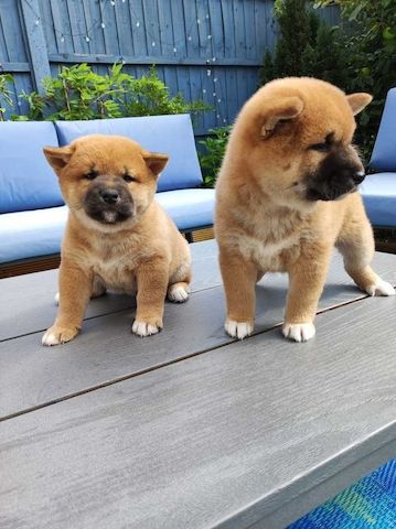 Shiba-Inu-Welpen zur Adoption.