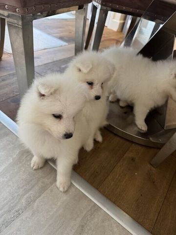 Samojedenwelpen suchen ein neues Zuhause