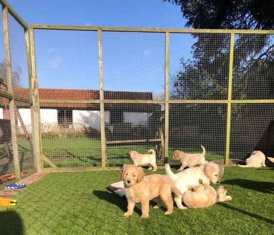 Golden-Retriever-Welpen zur Adoption