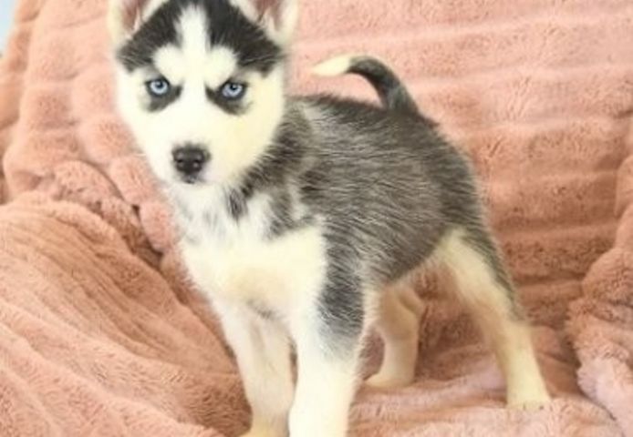 Siberian Husky-Welpen zu verkaufen