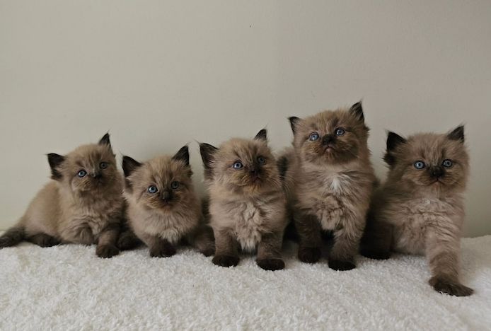 Ragdoll-Kätzchen zu verkaufen