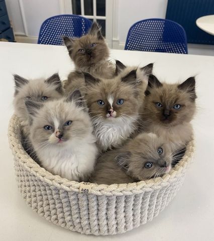 Ragdoll-Kätzchen zu verkaufen