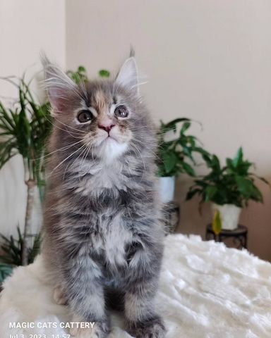 Maine-Coon-Kätzchen zu verkaufen