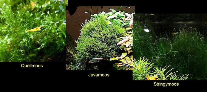 Quellmoos, Javamoos, Stringymoos, Wasserpflanzen