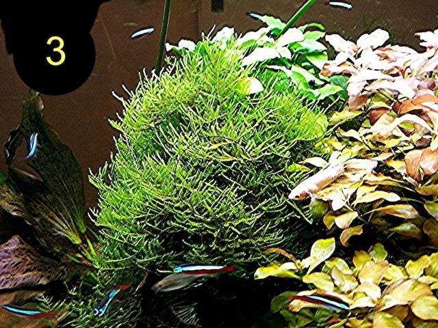 Quellmoos, Javamoos, Stringymoos, Wasserpflanzen