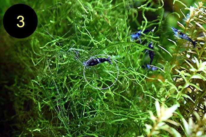 Quellmoos, Javamoos, Stringymoos, Wasserpflanzen