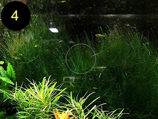 Quellmoos, Javamoos, Stringymoos, Wasserpflanzen