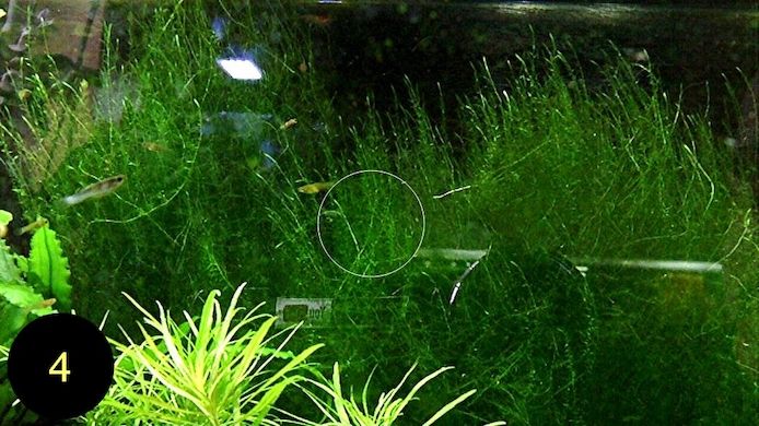 Quellmoos, Javamoos, Stringymoos, Wasserpflanzen