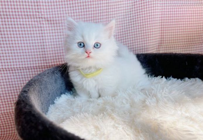 Winzige Munchkins Kätzchen