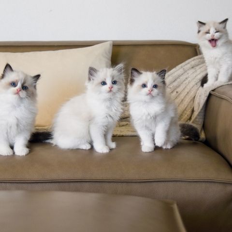 Ragdoll-Kätzchen zu verkaufen