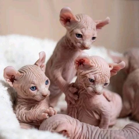 Wunderschönes Sphynx-Kätzchen zu verka ufen