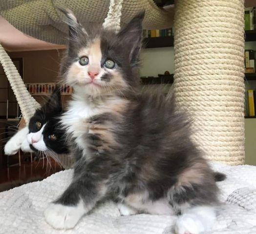 Maine-Coon-Kätzchen