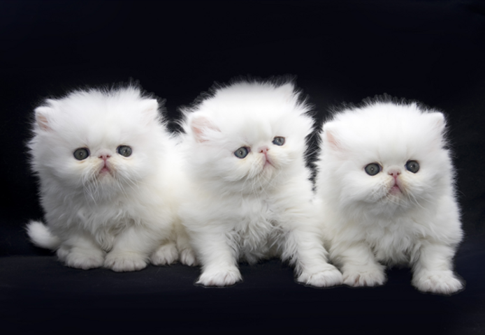 Persische Kätzchen