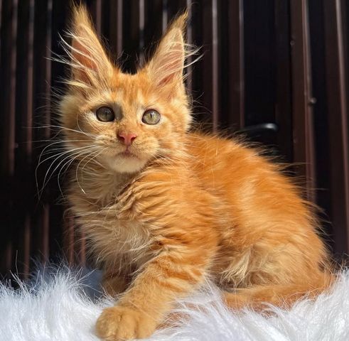 Maine Coon Kätzchen