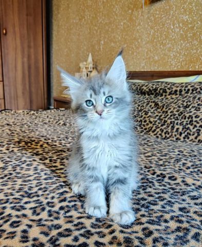 Maine Coon Kätzchen