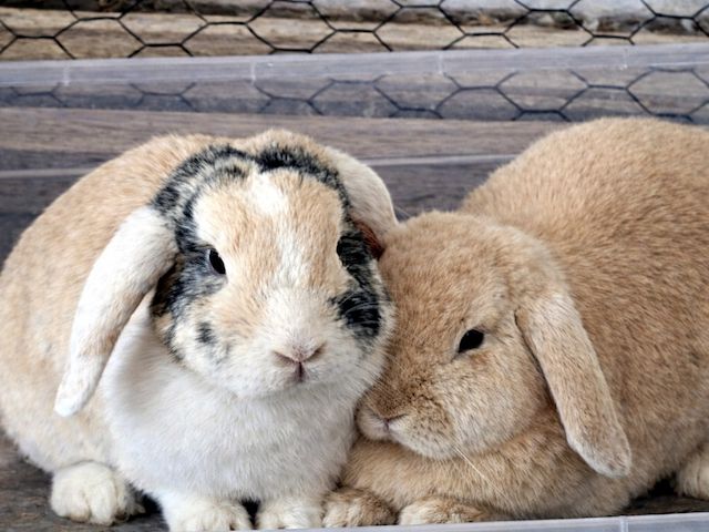 LILLI & MARLENE - aus Dreck und Müll gerettet