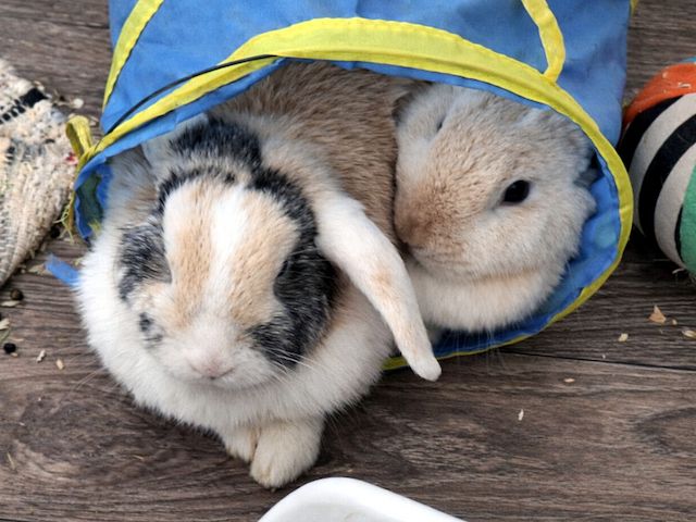 LILLI & MARLENE - aus Dreck und Müll gerettet