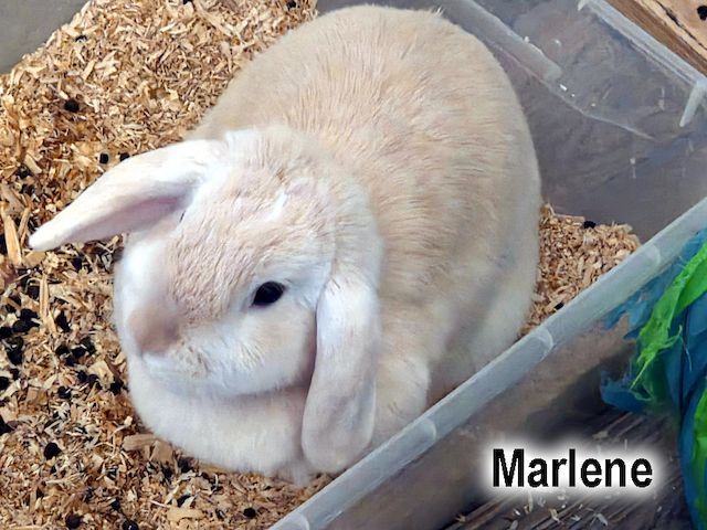 LILLI & MARLENE - aus Dreck und Müll gerettet