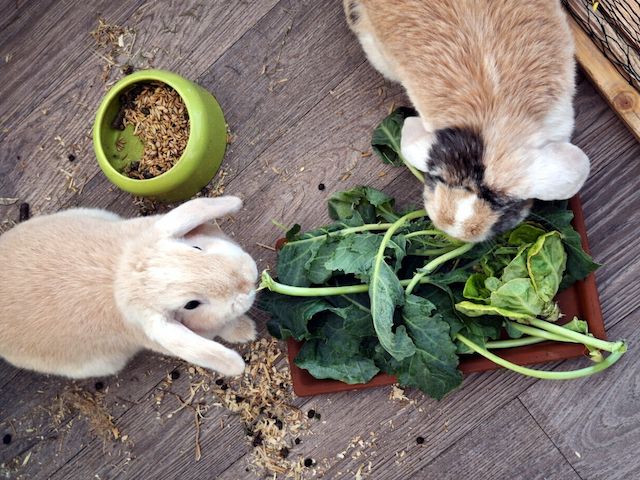 LILLI & MARLENE - aus Dreck und Müll gerettet