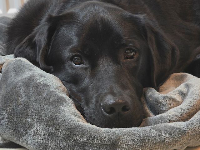 Labrador Rüde 2,5 Jahre sucht ein liebevolles Zuhause