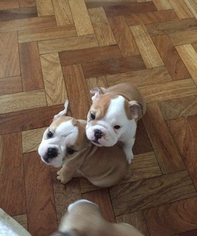 Old English Bulldog Welpen suchen ein Zuhause