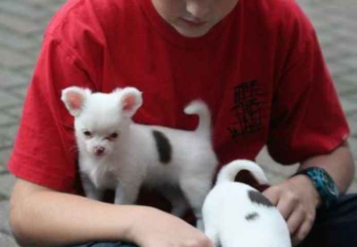 Super süße MINI chihuahua welpen mit Papieren