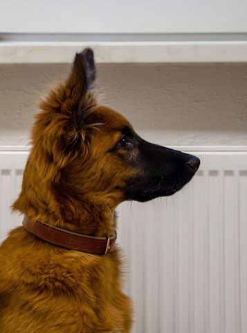 Junger Schäferhundmischling abzugeben