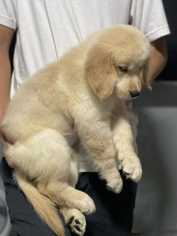 Bezaubernde Golden-Retriever-Welpen suchen ein liebevolles Zuhause