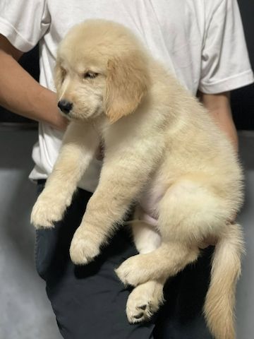 Bezaubernde Golden-Retriever-Welpen suchen ein liebevolles Zuhause