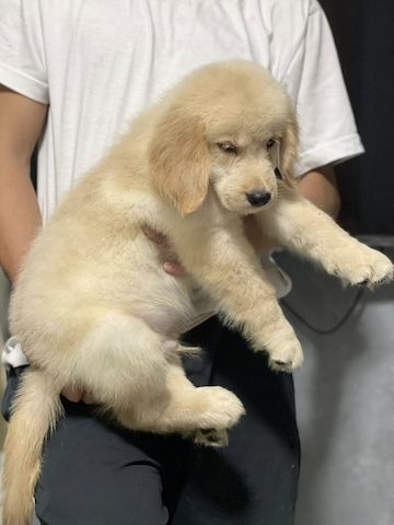 Bezaubernde Golden-Retriever-Welpen suchen ein liebevolles Zuhause