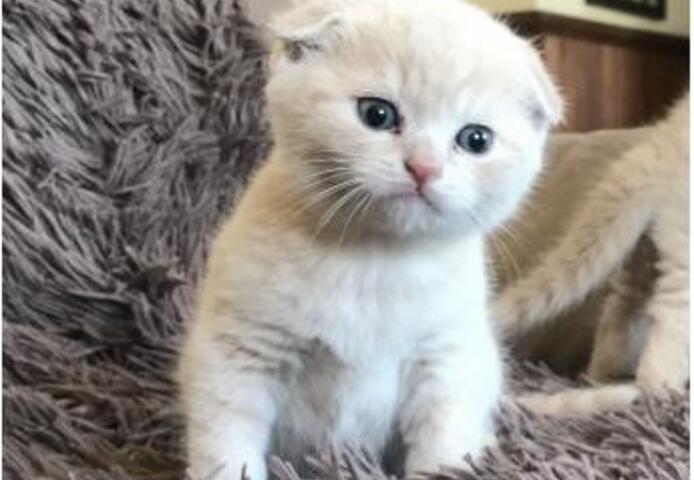 Burma-Kätzchen – Unsere schönsten Kätzchen überhaupt!