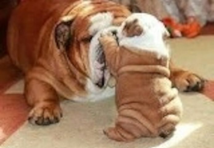 Reinrassig Englisch Bulldogge Welpen