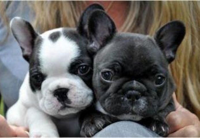 Französische Bulldoggen Welpen Rüden und Hündinnen