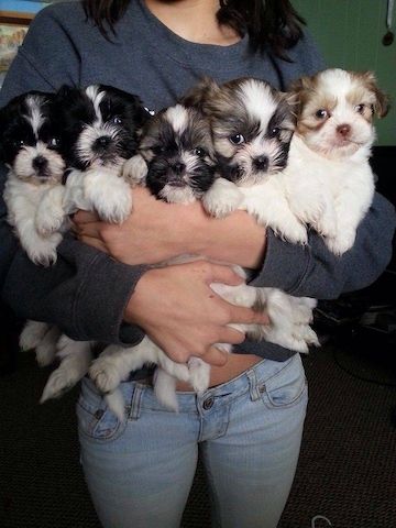 Shih Tzu Welpen/Weibchen