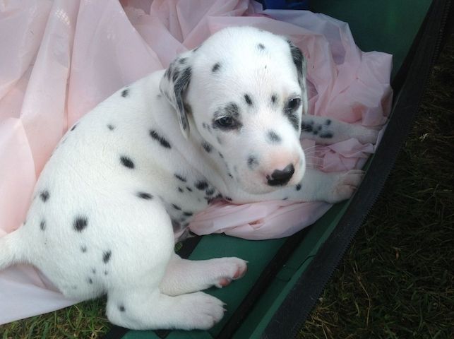 Reinrassiger Dalmatiner Welpen