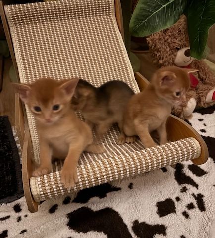 Wunderschöne Abessinier-Kätzchen.