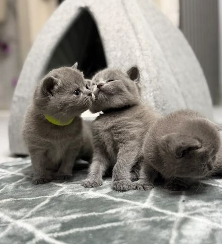 Britisch Kurzhaar-Kätzchen zu verkaufen 💝