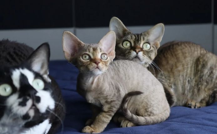 🎉Wunderschöne Devon Rex-Kätzchen🎉