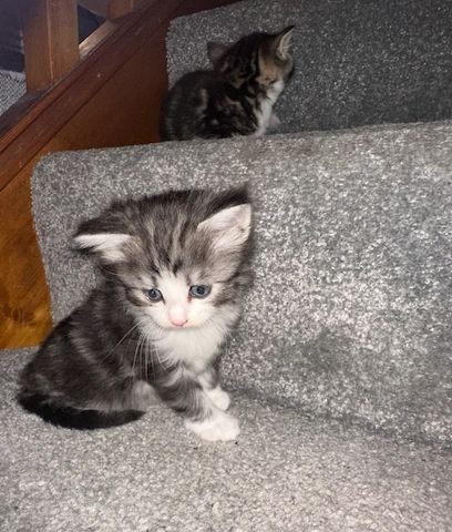 Norwegische Waldkatzen-Kätzchen