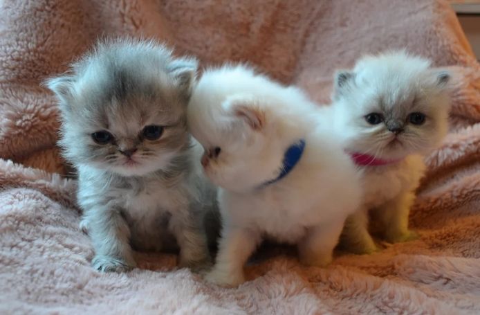 wunderschöne Perserkätzchen