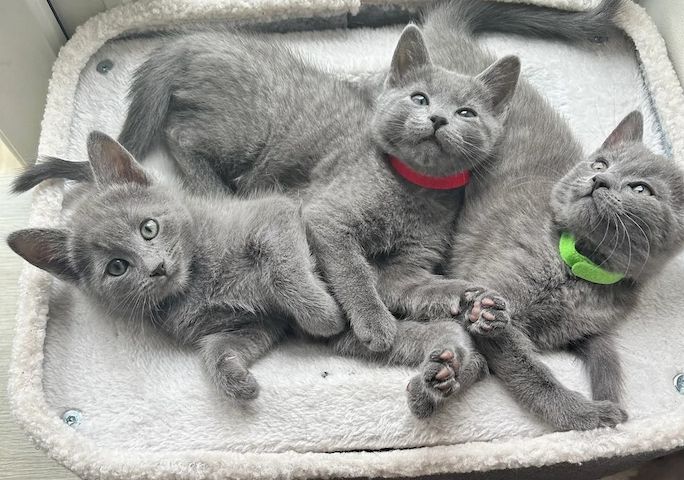 Atemberaubende Russisch Blau Kätzchen