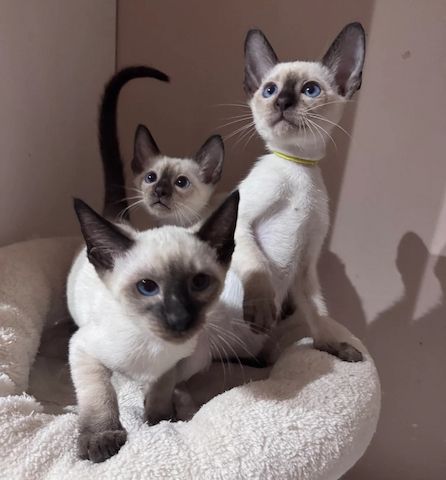 Siamkätzchen verfügbar