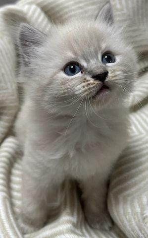 Sibirische Kätzchen Neva Masquerade