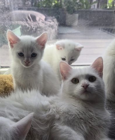 3 Monate alte türkische Angorakatzen